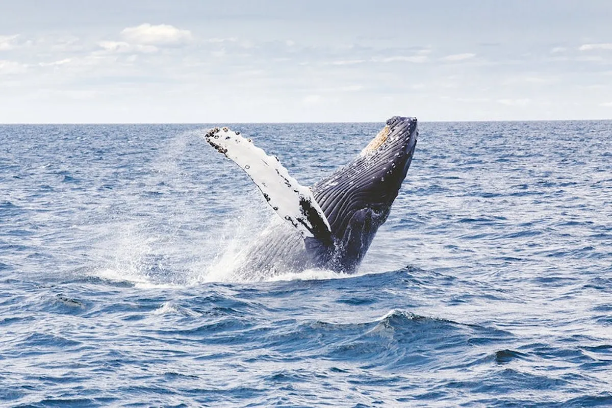 Avistamiento de Ballenas